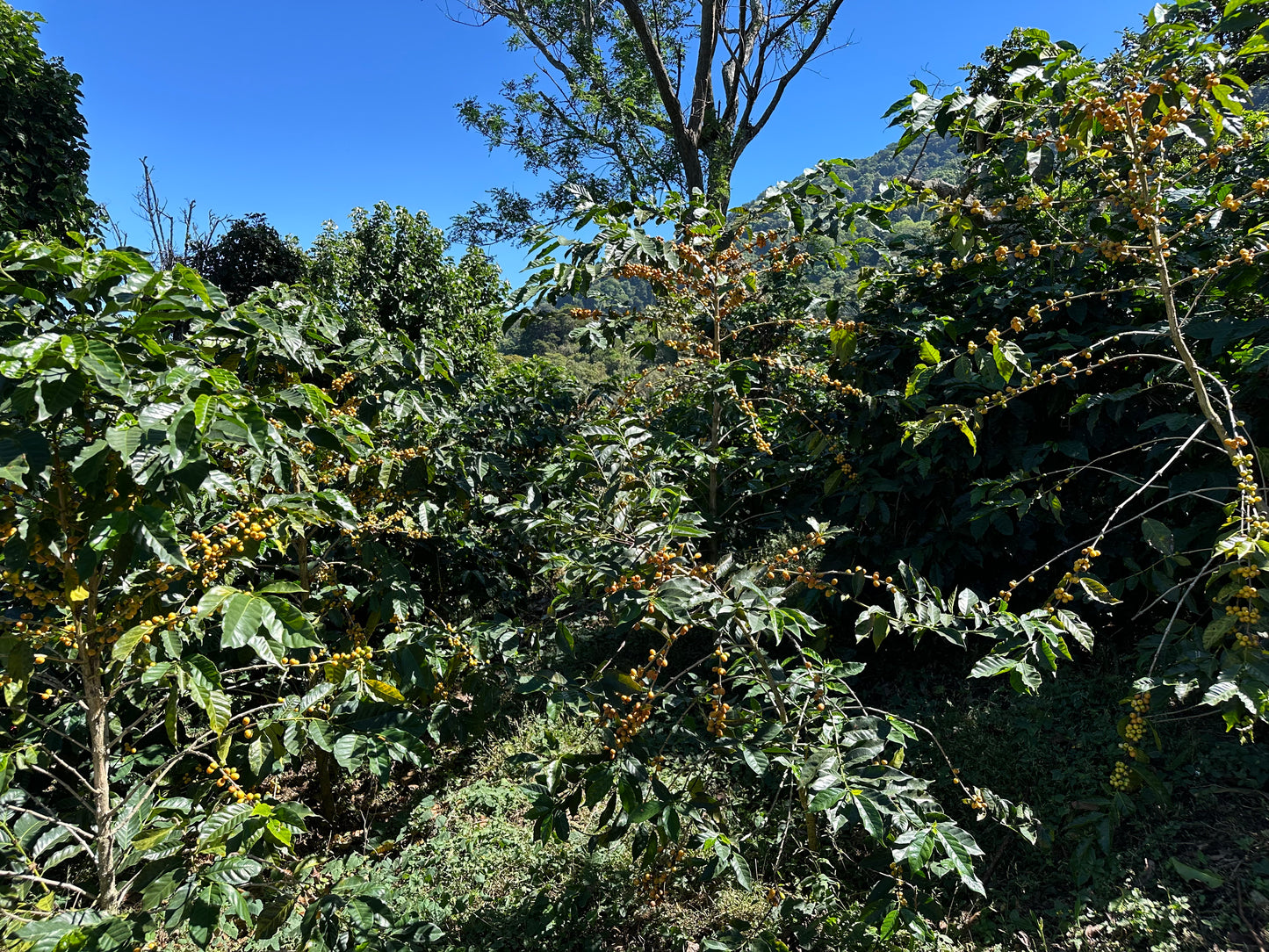 Noruega, El Salvador