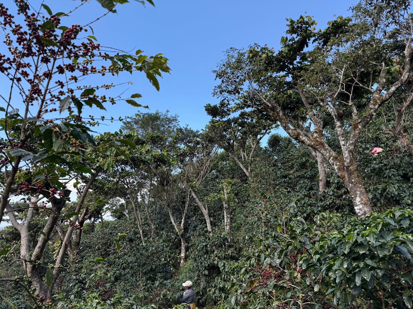 Noruega, El Salvador
