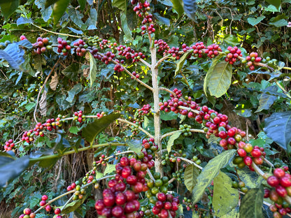 Noruega, El Salvador