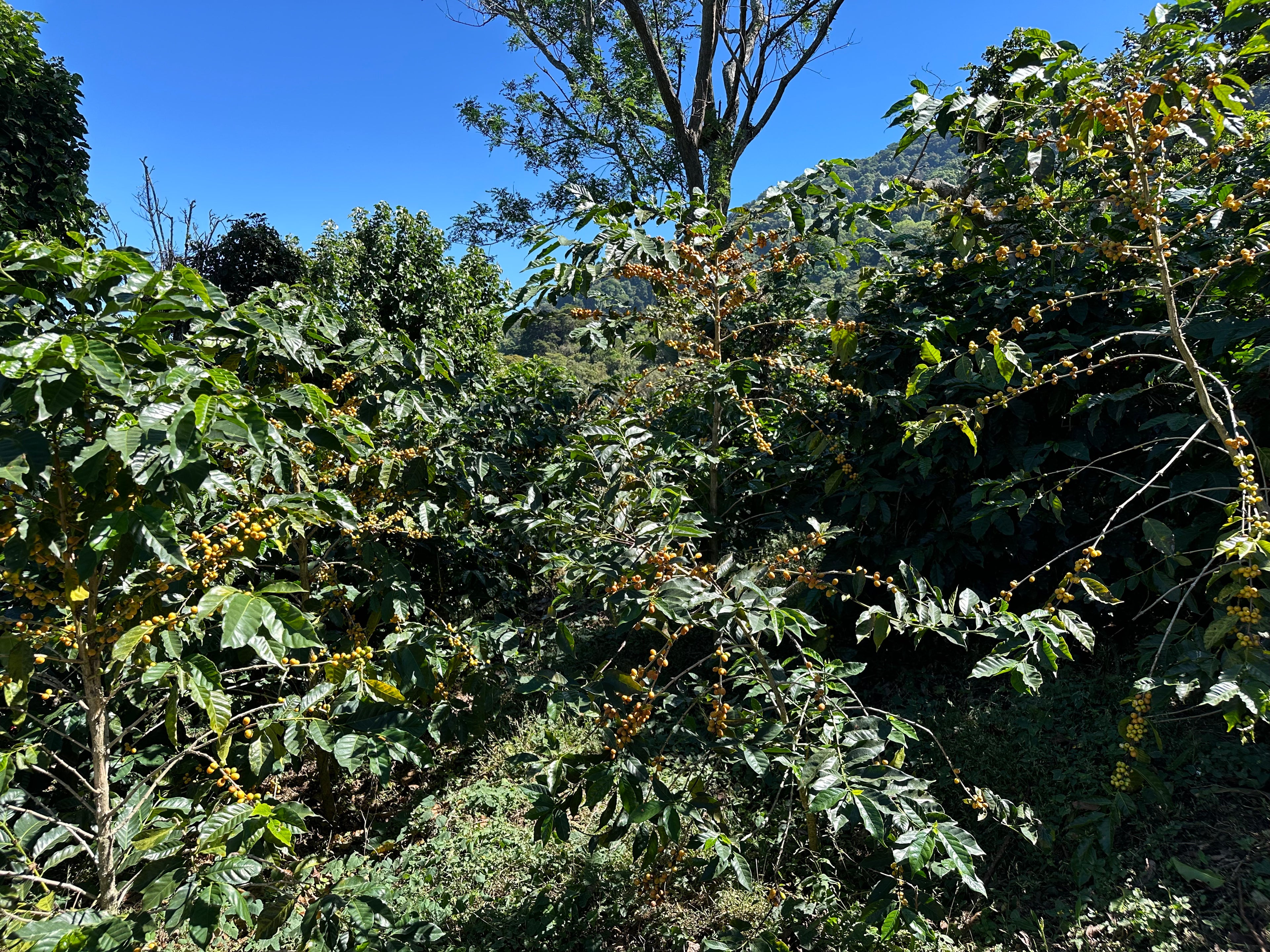 Noruega, El Salvador