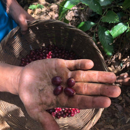 Noruega, El Salvador