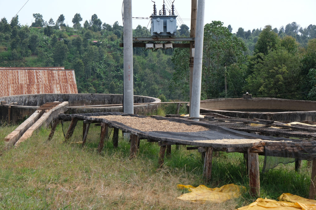 AA Thiririka, Kenýa