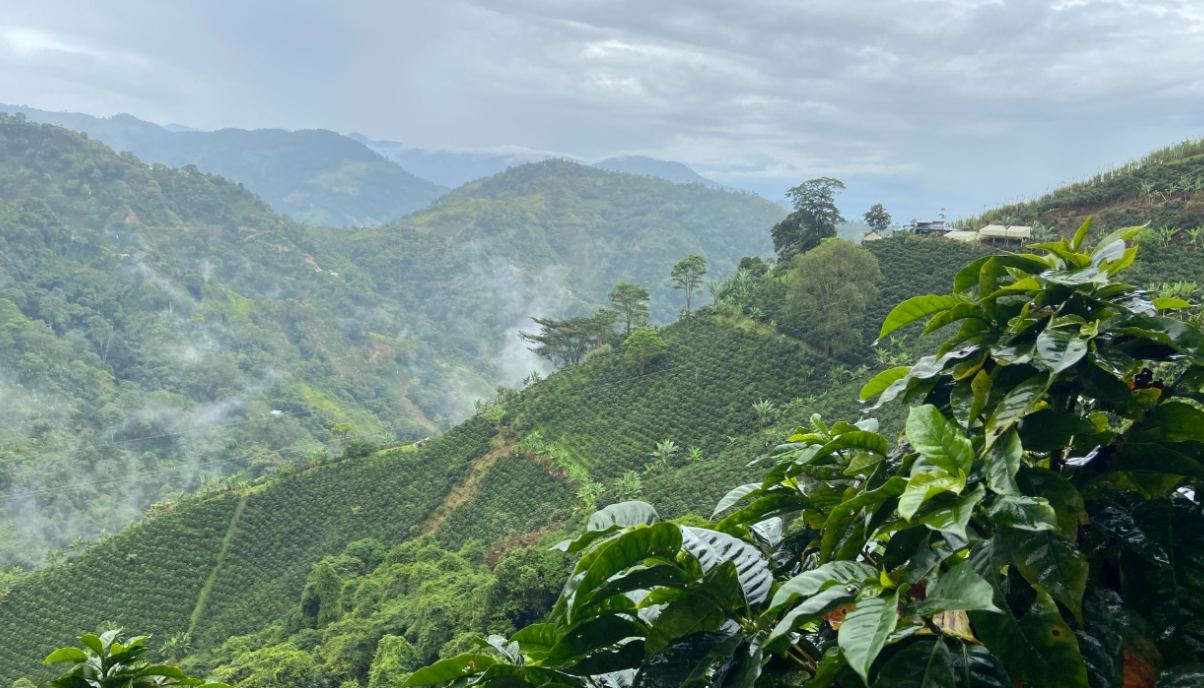 Madalena, Kólumbía