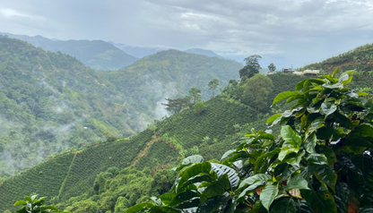 Madalena, Kólumbía