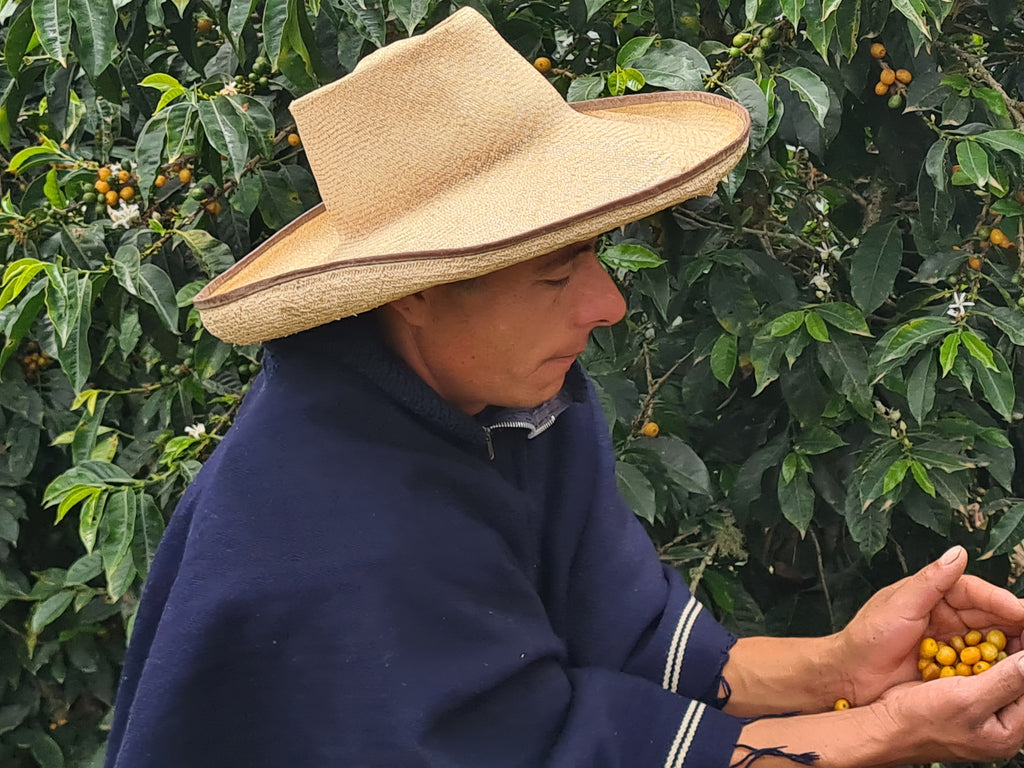 Aromas del Valle, Perú